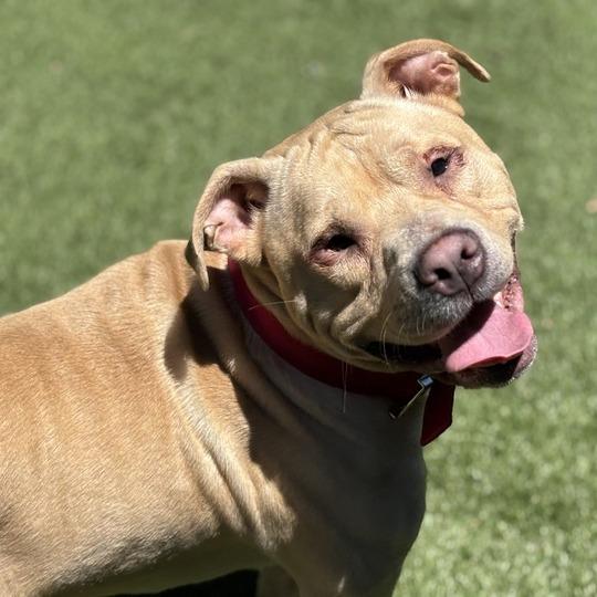Enlarge Freddie D, a Adoptable Mixed Breed in Davenport, IA image 4/5