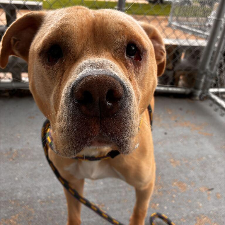 Enlarge Freddie D, a Adoptable Mixed Breed in Davenport, IA image 5/5