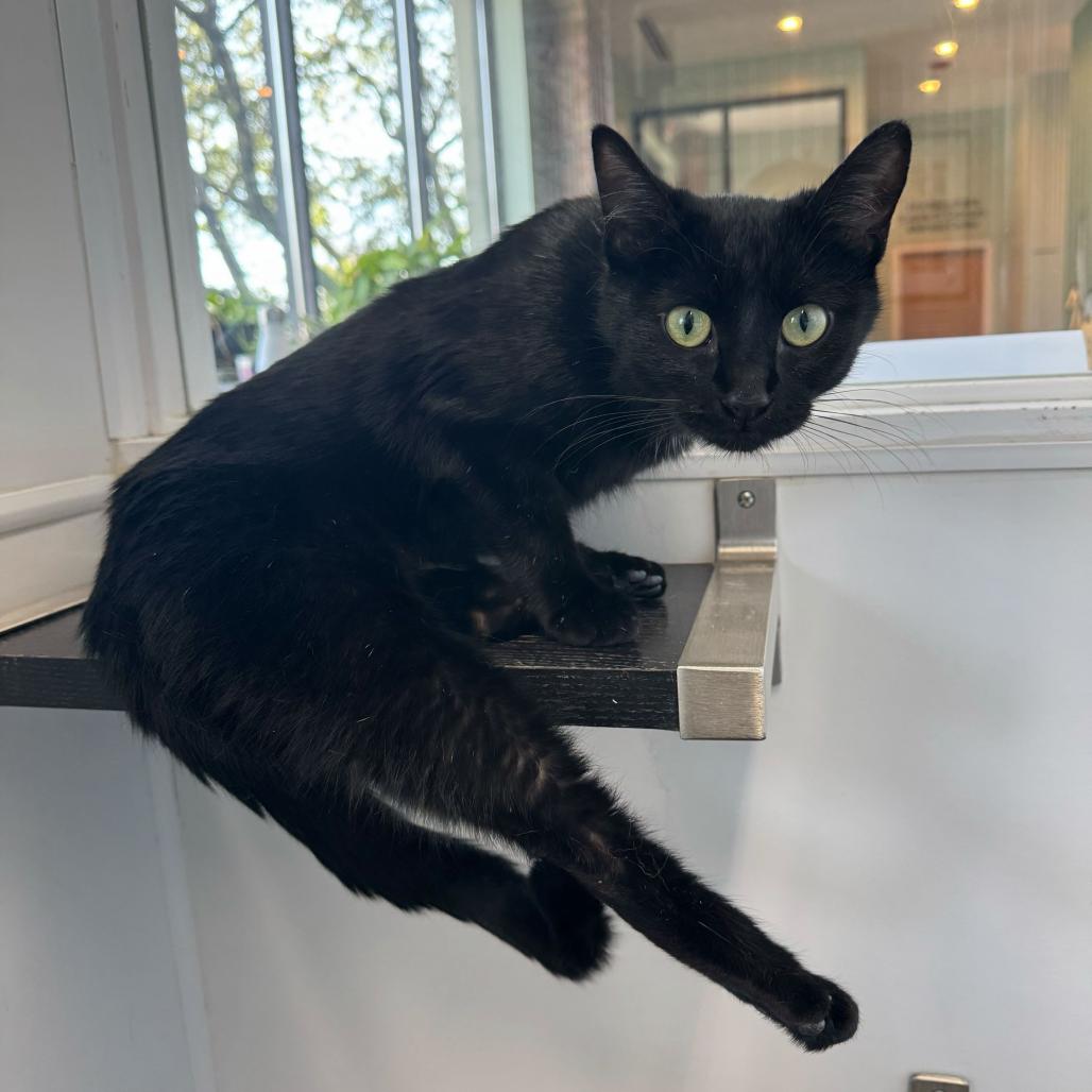 Luna (c2026), a Adoptable Domestic Short Hair in Skokie, IL image 1/6