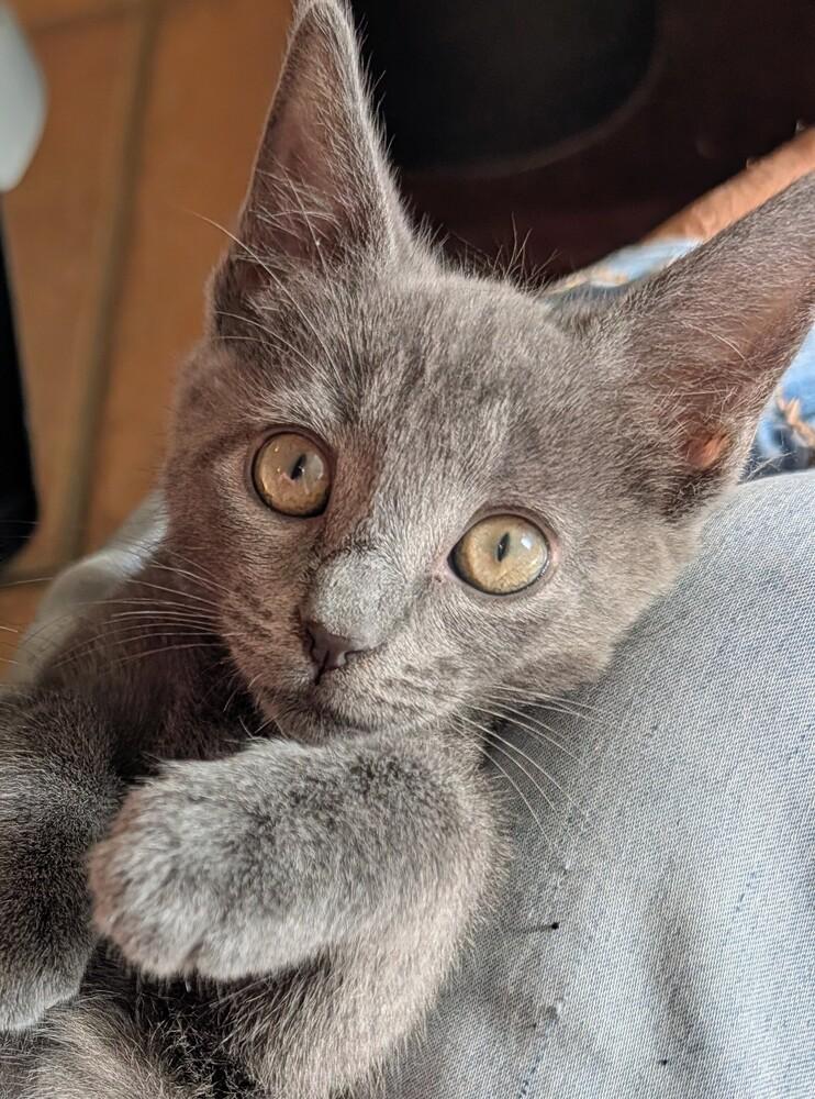 Boo, Adoptable, Kitten Male Russian Blue & Domestic Short Hair.