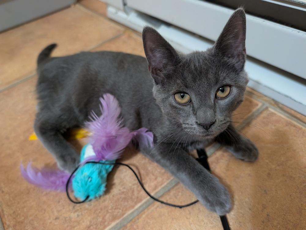 Enlarge Boo, a Adoptable mixed breed in Louisa, VA image 2/6