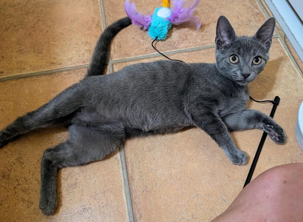 Enlarge Boo, a Adoptable mixed breed in Louisa, VA image 3/6