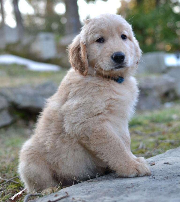 Enlarge Charlie, an adopted Golden Retriever in White Plains, NY image 2/5