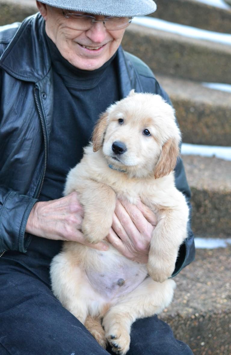 Enlarge Charlie, an adopted Golden Retriever in White Plains, NY image 4/5