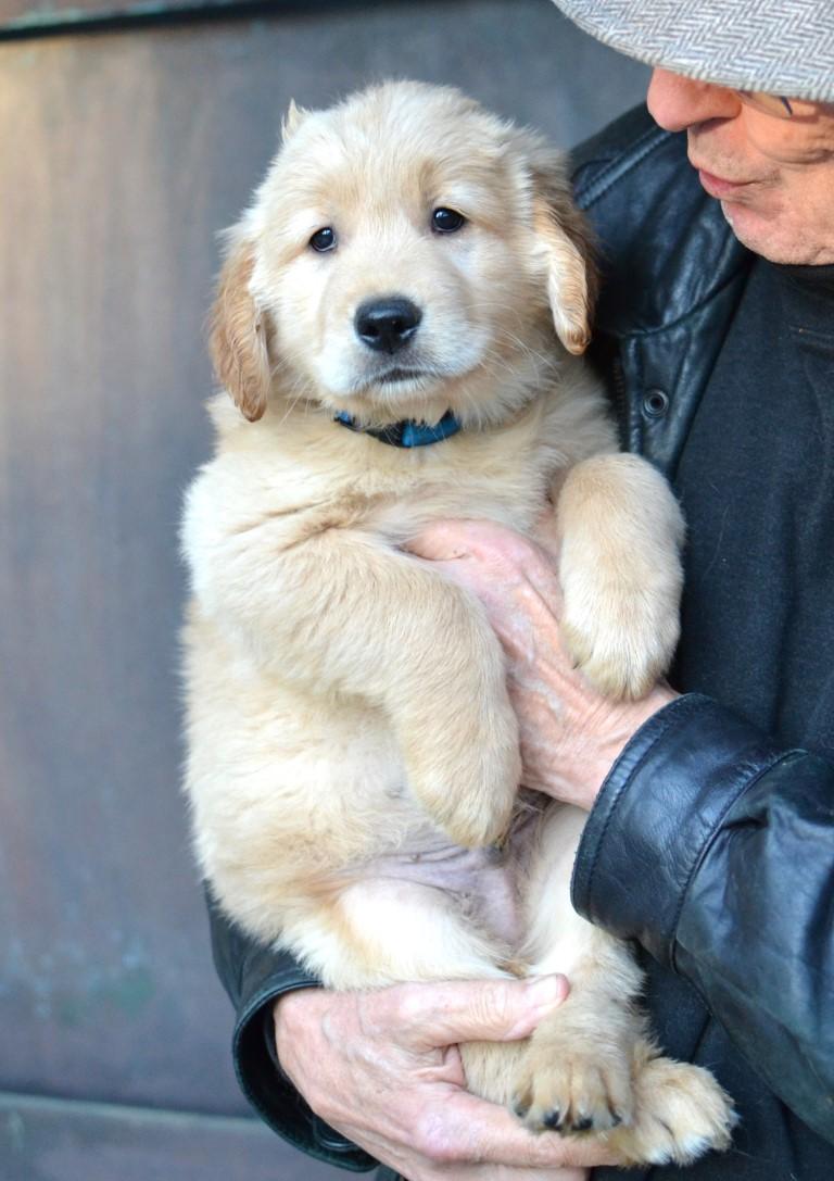 Enlarge Charlie, an adopted Golden Retriever in White Plains, NY image 3/5