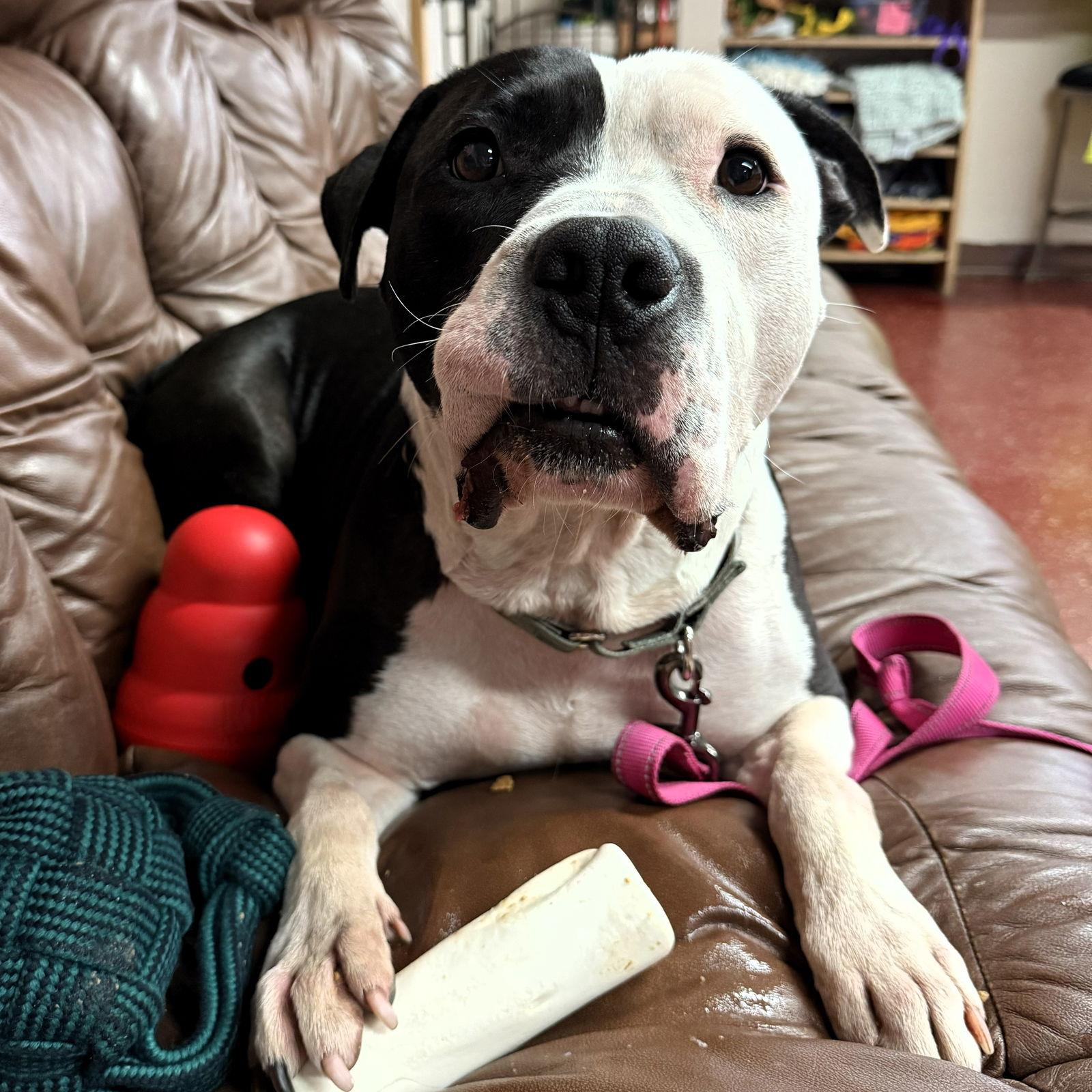 Enlarge Valais, a Adoptable Pit Bull Terrier in Fargo, ND image 1/3
