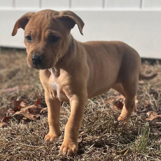 Hadley (2 months old), ADOPTABLE, Young Female Pit Bull Terrier.