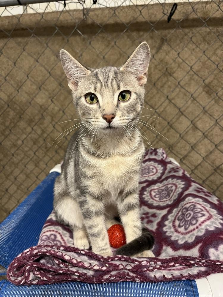 Enlarge Ross (BONDED PAIR), a Adoptable Domestic Short Hair in Bolton, CT image 2/6