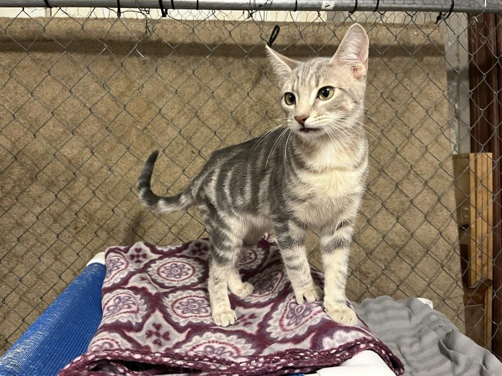 Enlarge Ross (BONDED PAIR), a Adoptable Domestic Short Hair in Bolton, CT image 3/6