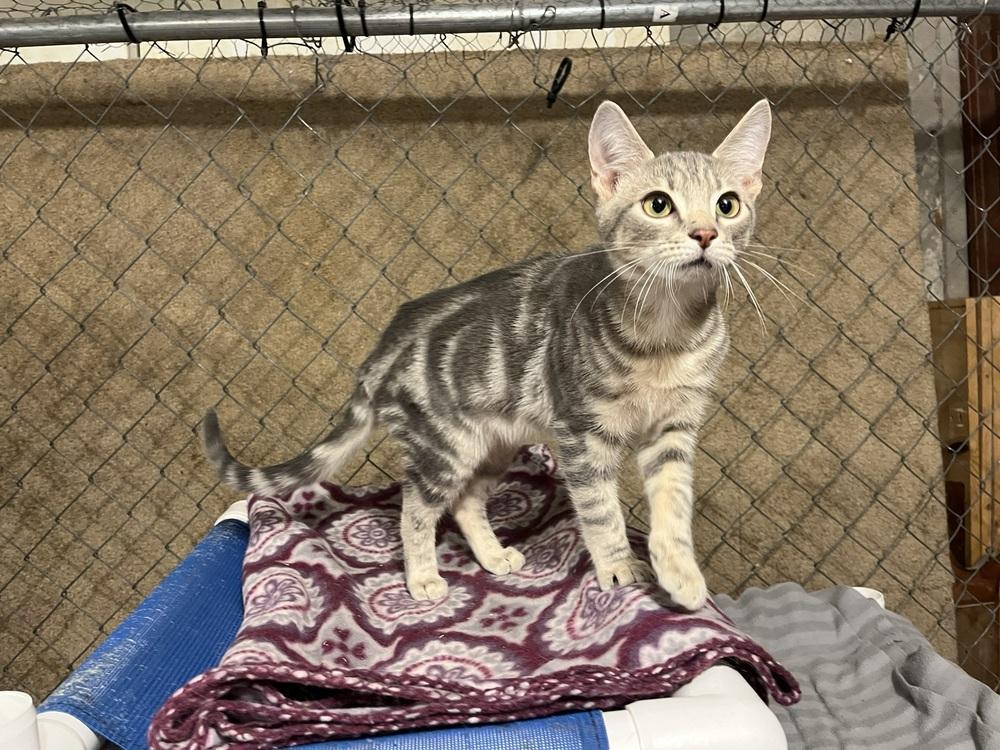 Enlarge Ross (BONDED PAIR), a Adoptable Domestic Short Hair in Bolton, CT image 4/6