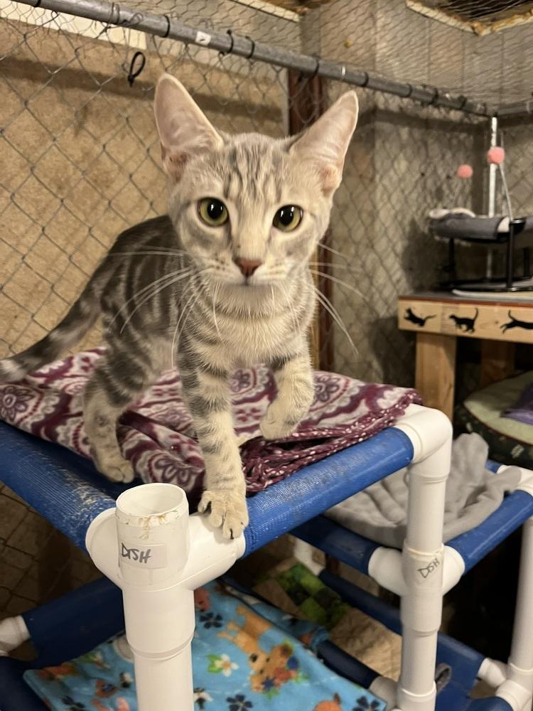 Enlarge Ross (BONDED PAIR), a Adoptable Domestic Short Hair in Bolton, CT image 5/6