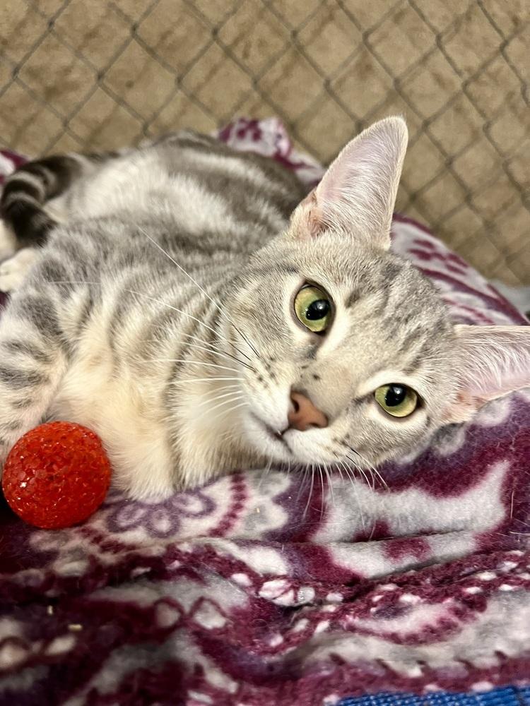 Enlarge Ross (BONDED PAIR), a Adoptable Domestic Short Hair in Bolton, CT image 6/6