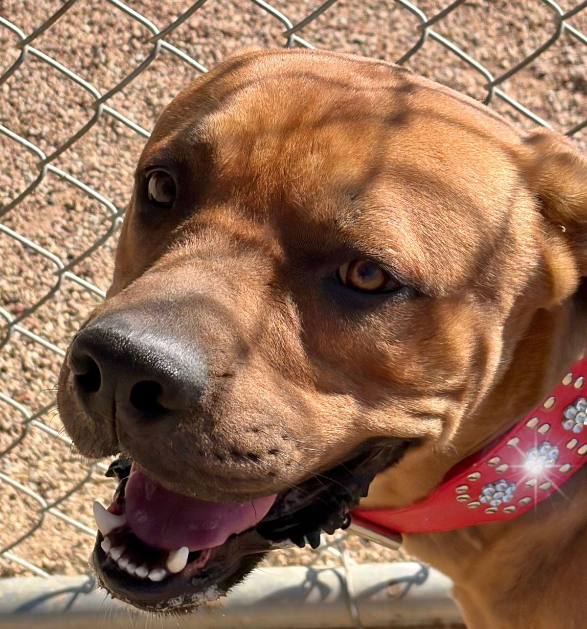 Rory/tank, Adoptable, Adult Male Mastiff & Cattle Dog.