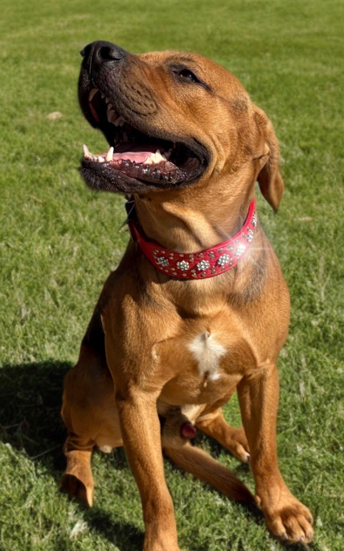 Enlarge Rory/tank, a Adoptable mixed breed in Kingman, AZ image 3/3