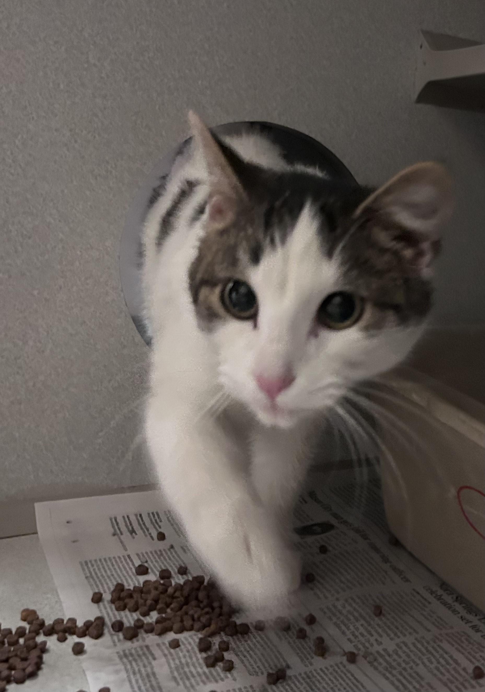 Enlarge Bread, a ADOPTABLE Domestic Short Hair in Mason City, IA image 2/2