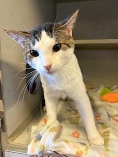 Enlarge Bread, a ADOPTABLE Domestic Short Hair in Mason City, IA image 1/2