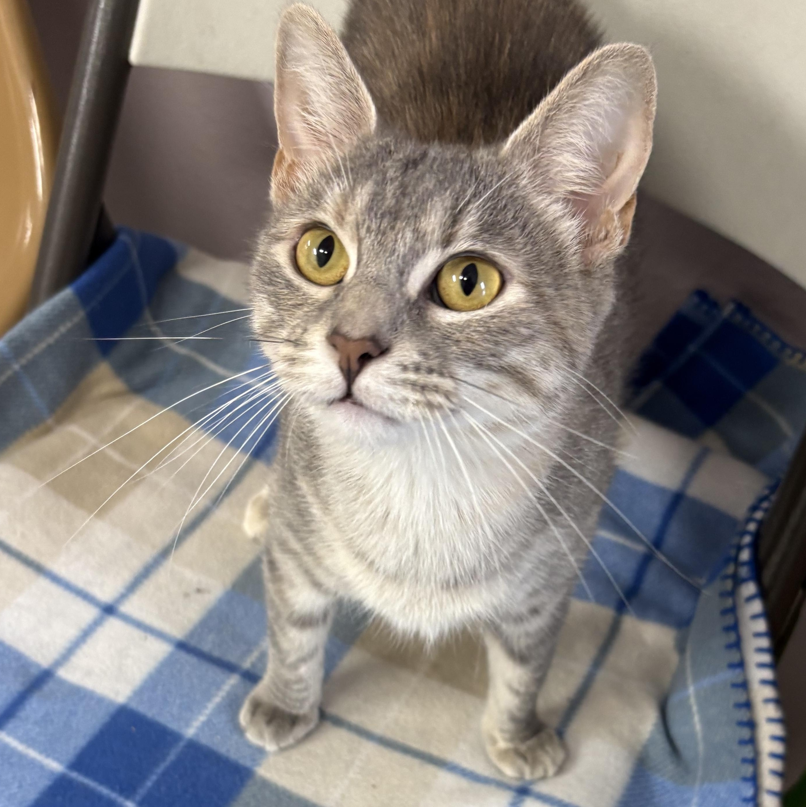 Greta, Adoptable, Adult Female Domestic Short Hair.