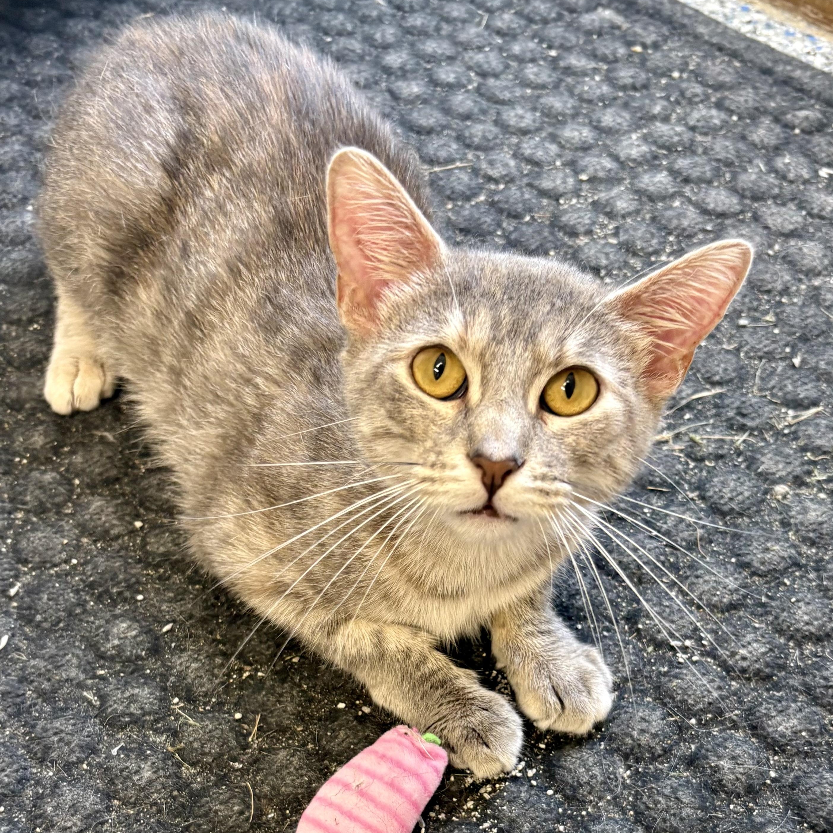 Enlarge Greta, a Adoptable mixed breed in Charles City, IA image 2/5