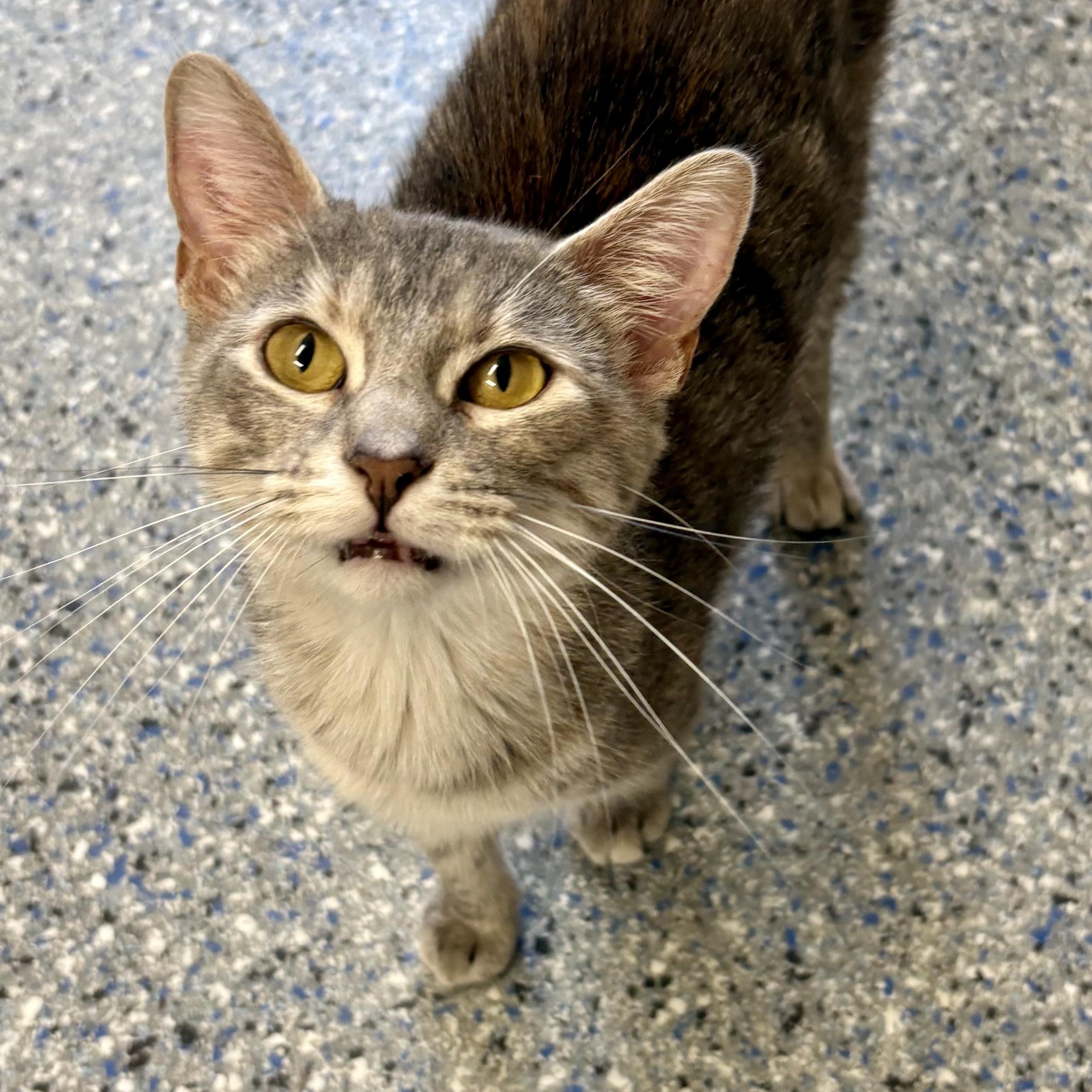 Enlarge Greta, a Adoptable mixed breed in Charles City, IA image 3/5