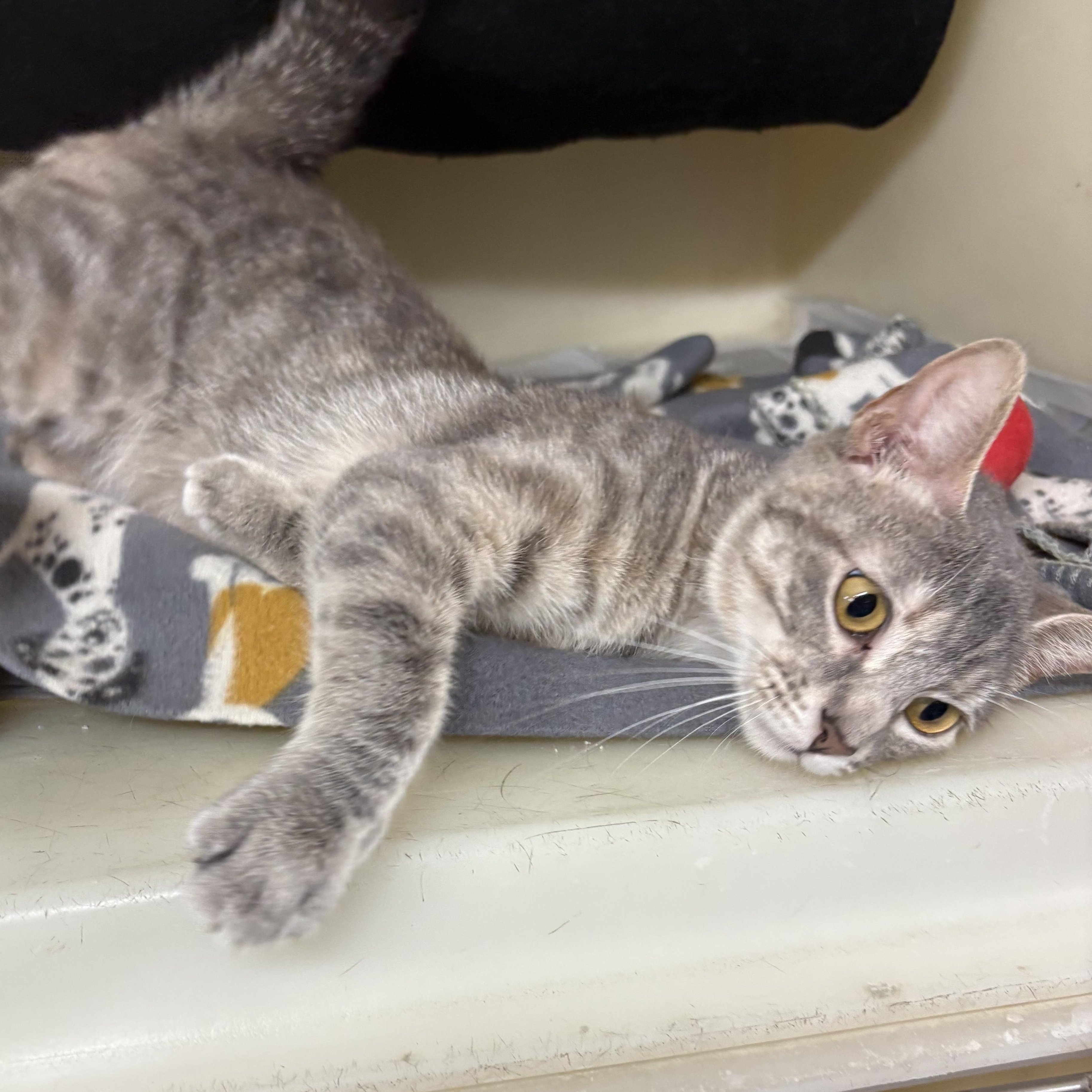 Enlarge Greta, a Adoptable mixed breed in Charles City, IA image 4/5