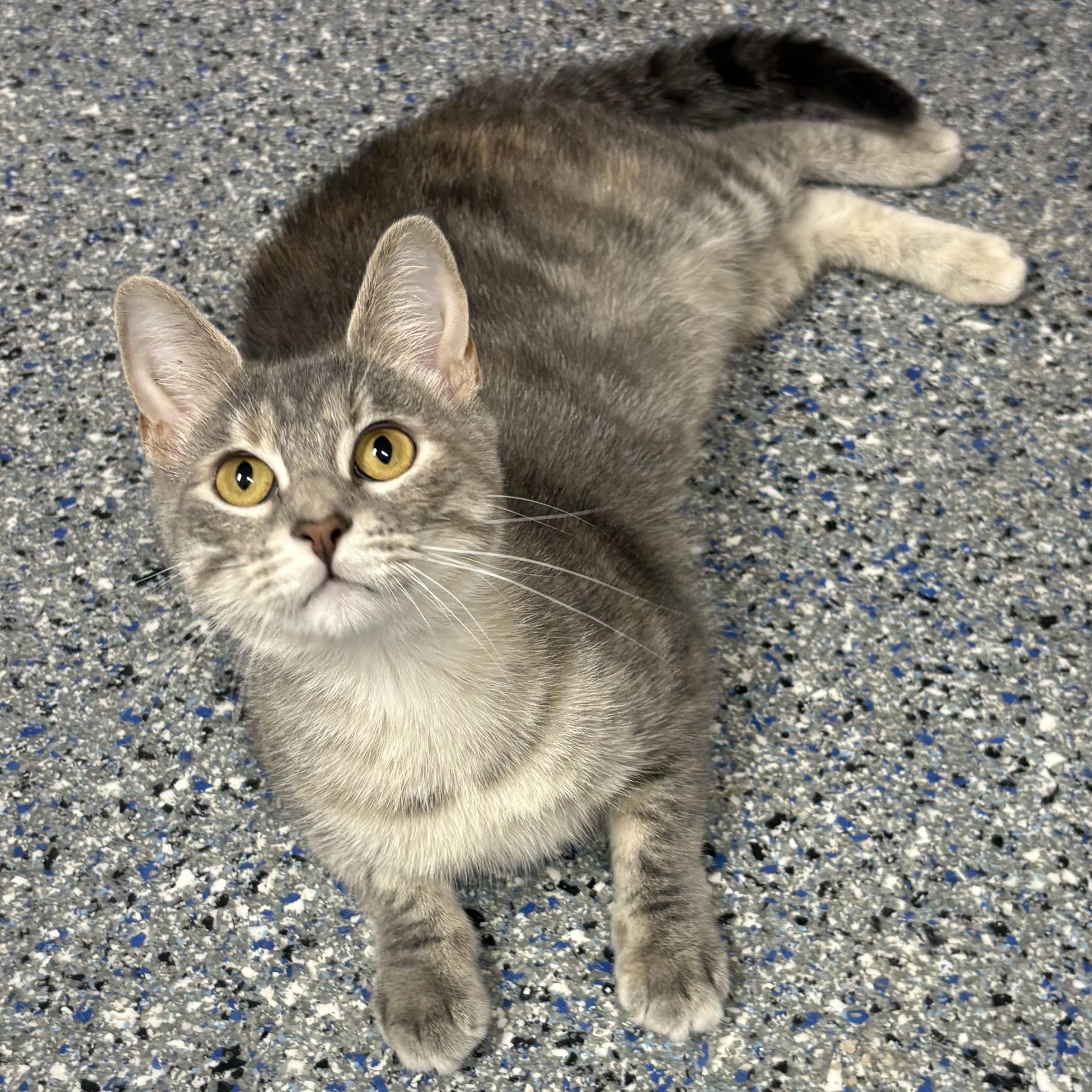 Enlarge Greta, a Adoptable mixed breed in Charles City, IA image 4/5