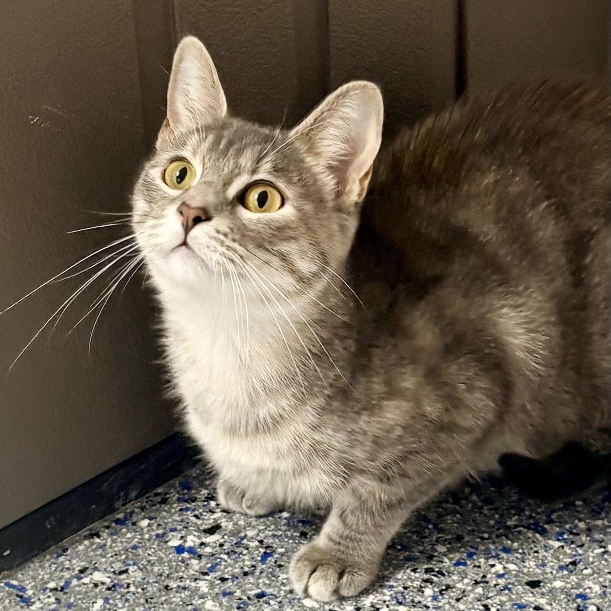 Enlarge Greta, a Adoptable mixed breed in Charles City, IA image 3/5