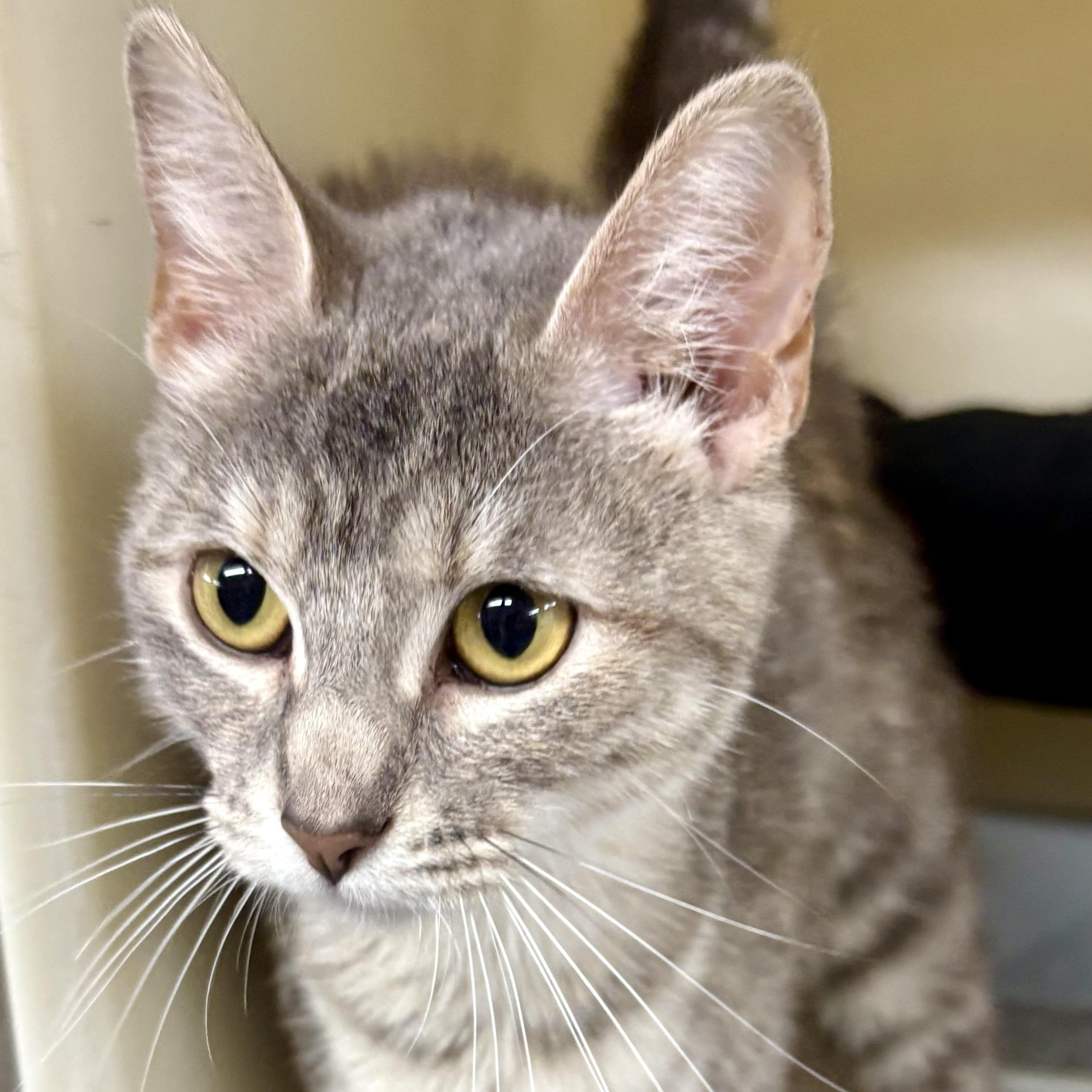 Greta, Adoptable, Adult Female Domestic Short Hair.