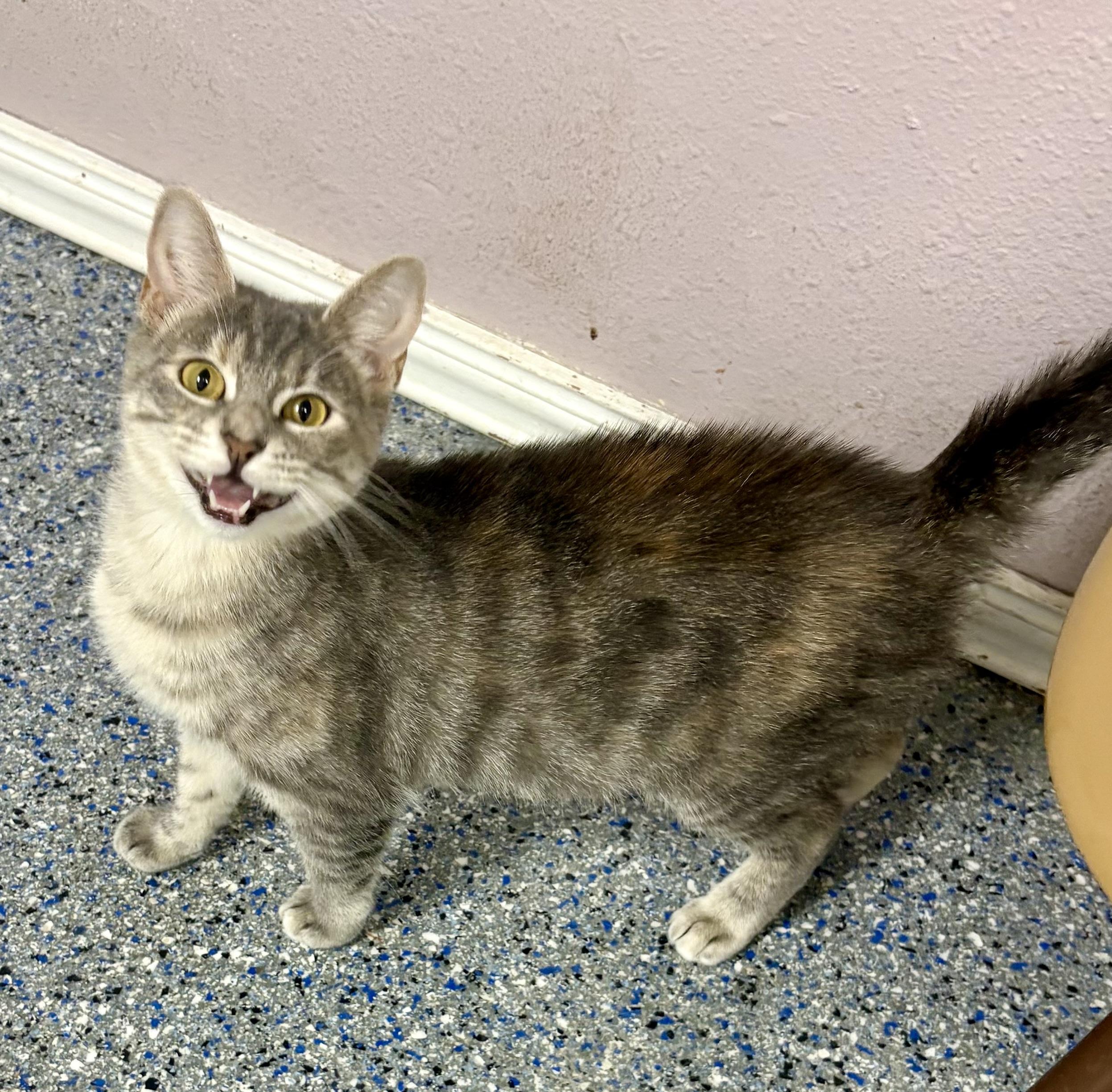 Enlarge Greta, a Adoptable mixed breed in Charles City, IA image 5/5