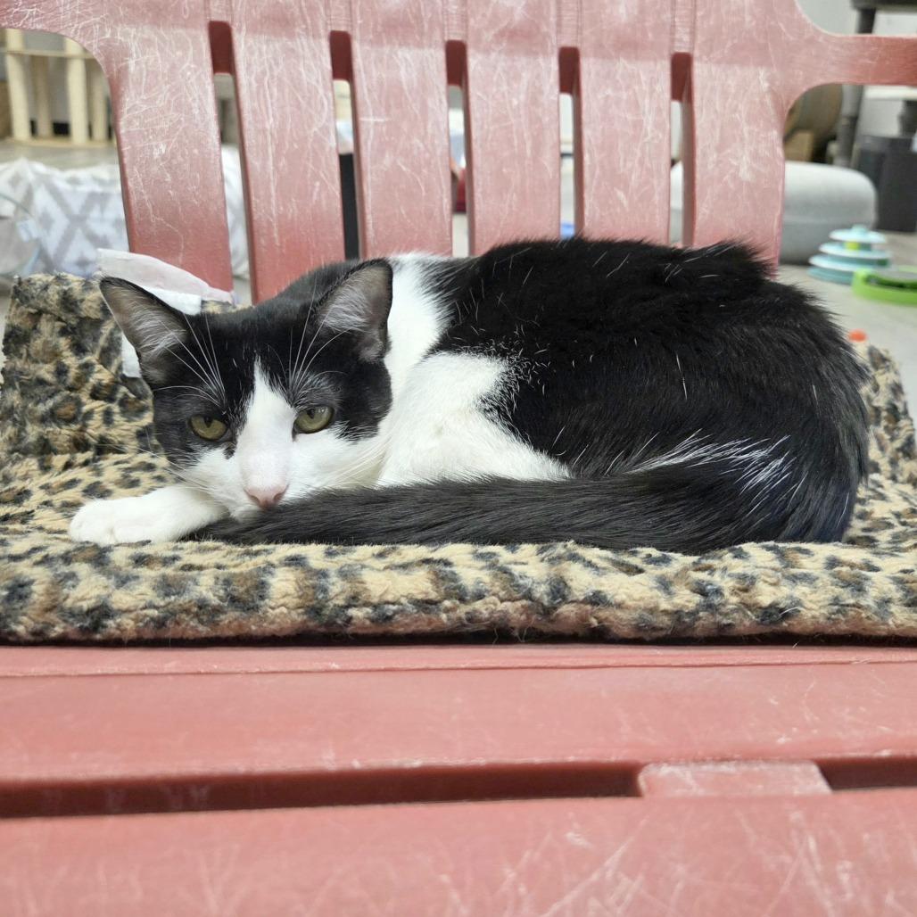 Sarah, Adoptable, Young Female Domestic Short Hair.