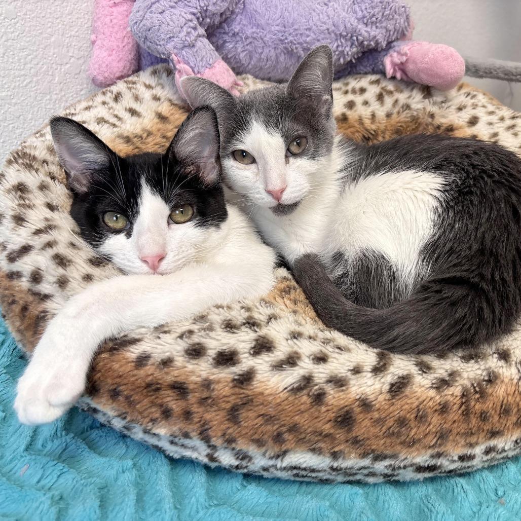 Sarah, Adoptable, Young Female Domestic Short Hair.