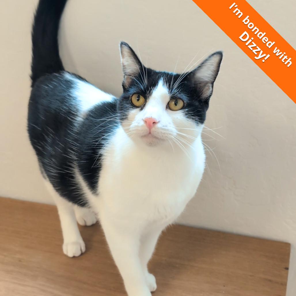 Enlarge Sarah, a Adoptable Domestic Short Hair in Pleasant Hill, CA image 4/5