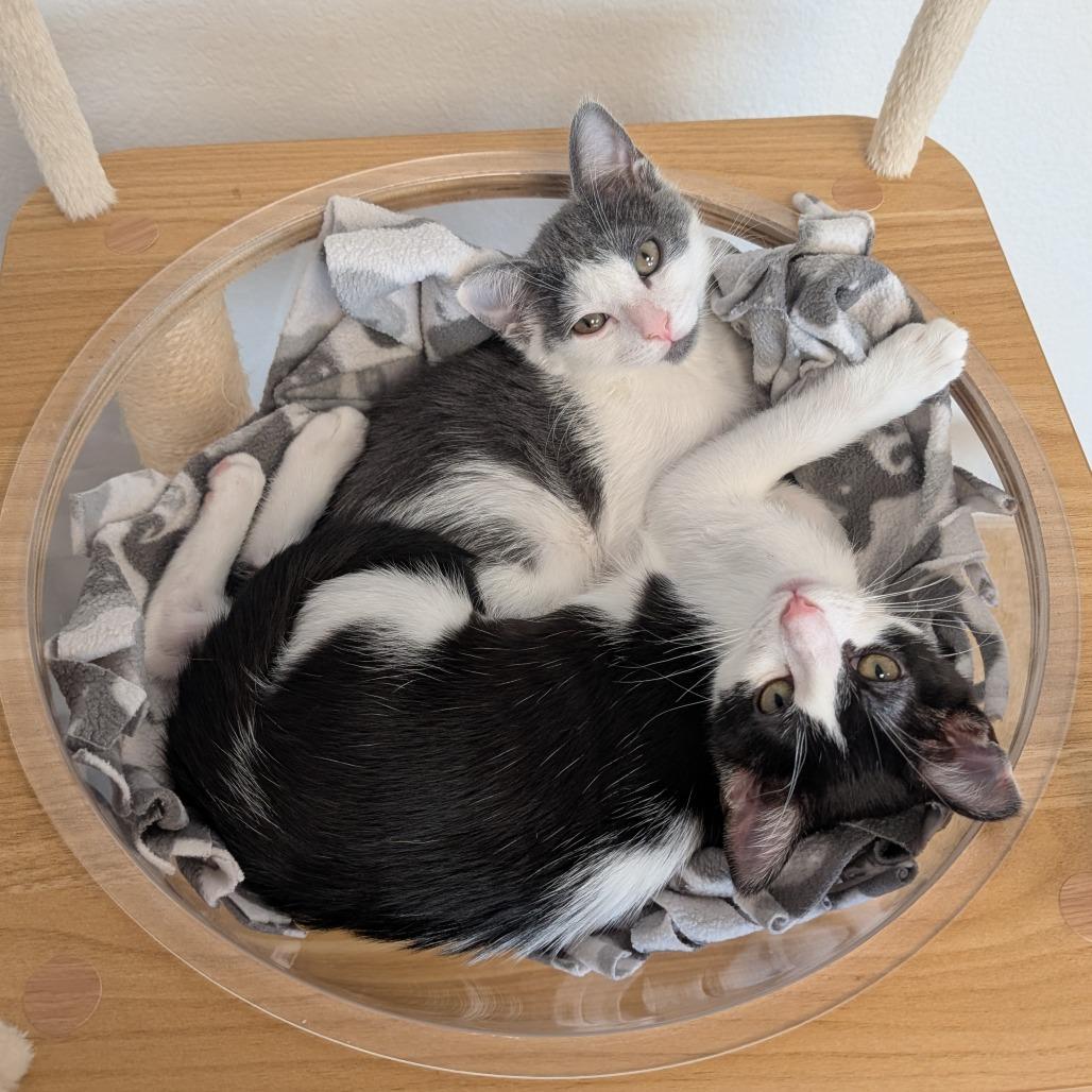 Enlarge Sarah, a Adoptable Domestic Short Hair in Pleasant Hill, CA image 5/5