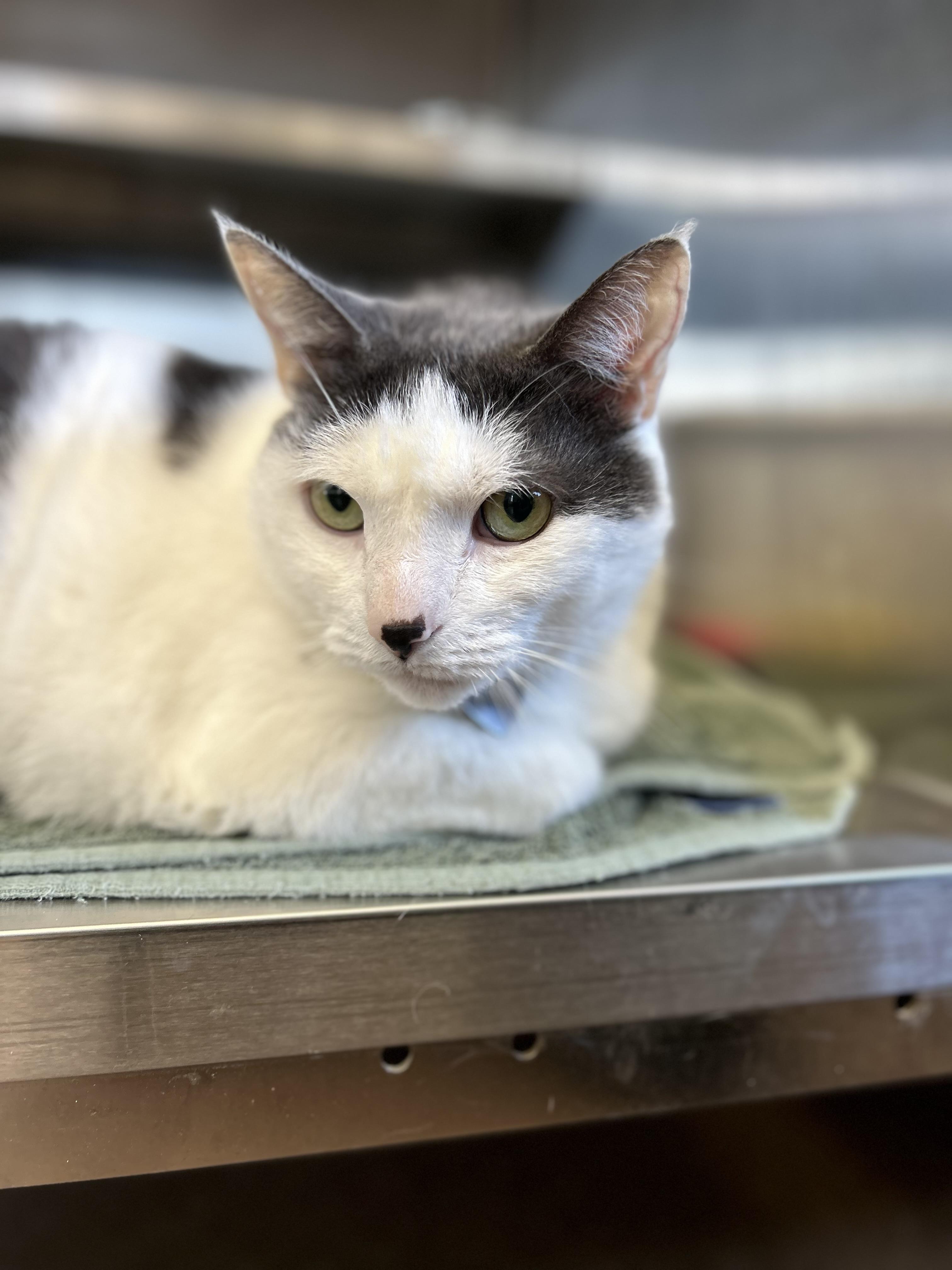 Buddy, Adopted, Senior Male American Shorthair.