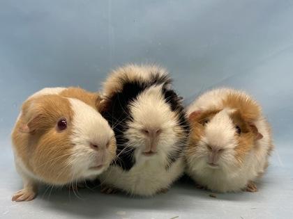 Jumpy, Adoptable, Adult Female Guinea Pig & Guinea Pig.