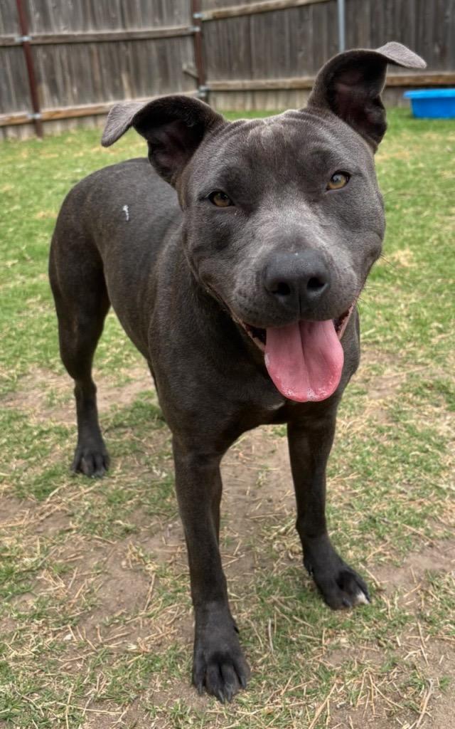 Stormi, a Adoptable Pit Bull Terrier in Great Bend, KS image 1/2