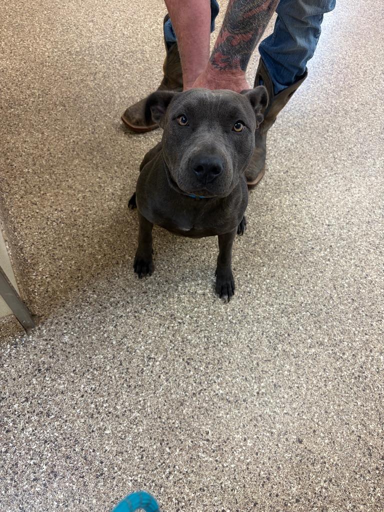 Stormi, a Adoptable Pit Bull Terrier in Great Bend, KS image 2/2