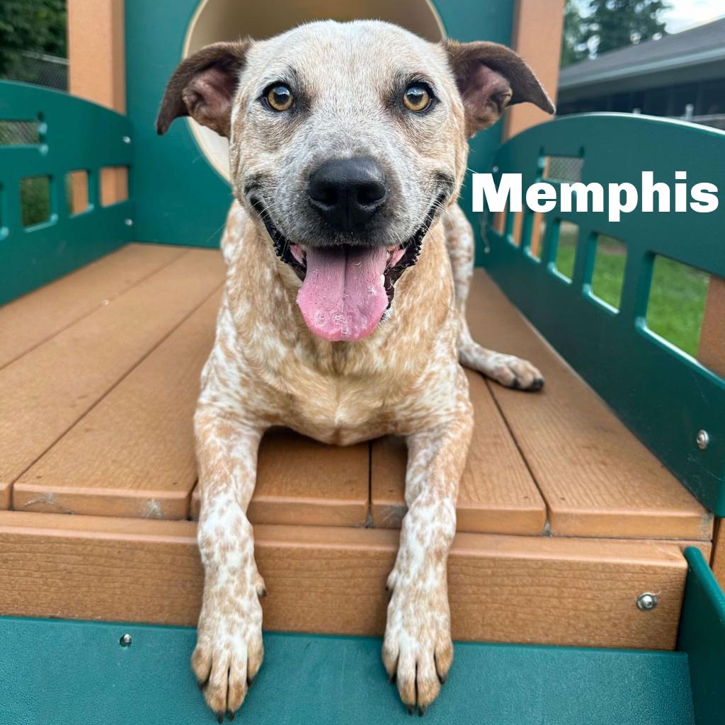 Enlarge Memphis 260004, a Adoptable Mixed Breed in Escanaba, MI image 5/6