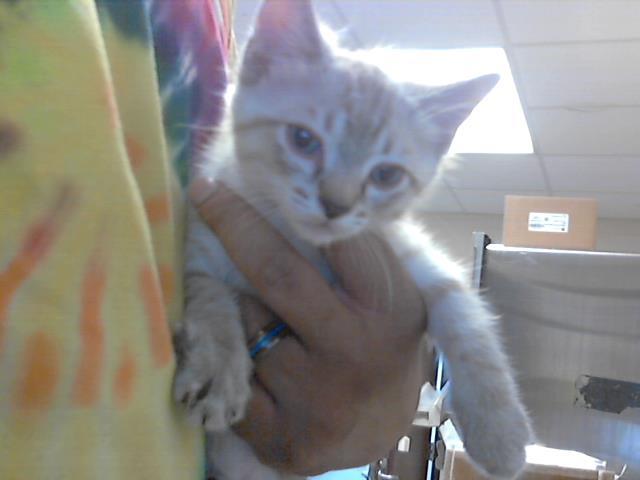 Enlarge A421409, a Adoptable Domestic Short Hair in Fayetteville, NC image 1/1