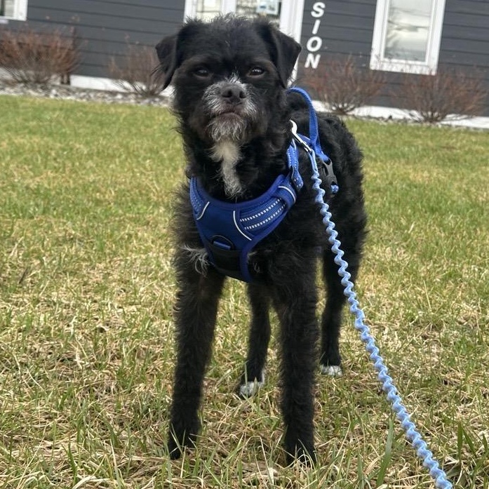 Enlarge Max, an adoptable Mixed Breed in Cooperstown, NY image 2/3