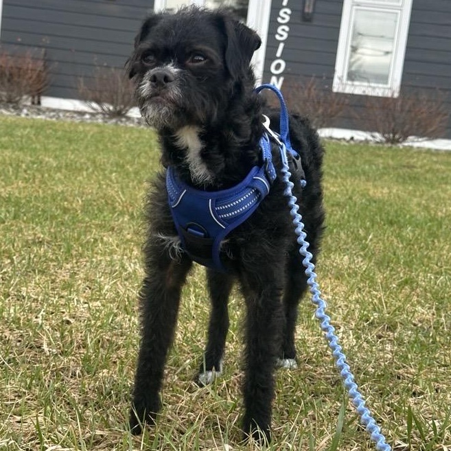 Enlarge Max, an adoptable Mixed Breed in Cooperstown, NY image 3/3