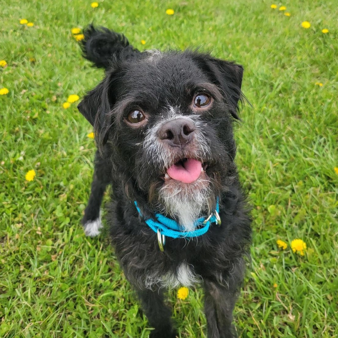 Enlarge Max, an adoptable Mixed Breed in Cooperstown, NY image 1/3
