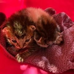 Enlarge Jelly, a Adoptable Domestic Short Hair in Escondido, CA image 4/6