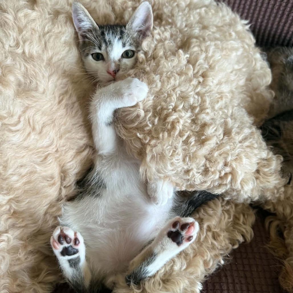 Enlarge Jelly, a Adoptable Domestic Short Hair in Escondido, CA image 6/6