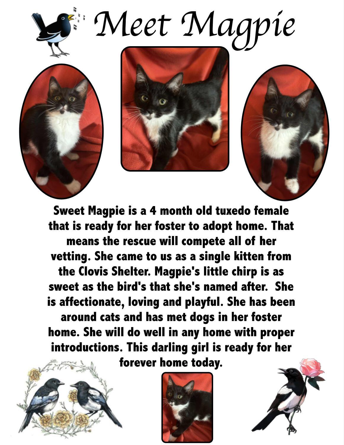 Magpie, Adopted, Kitten Female Domestic Short Hair.