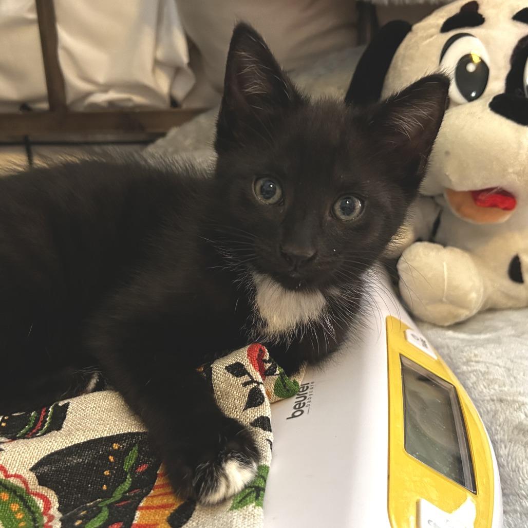 Enlarge Neo, a Adoptable Domestic Short Hair in Parkland, FL image 3/4