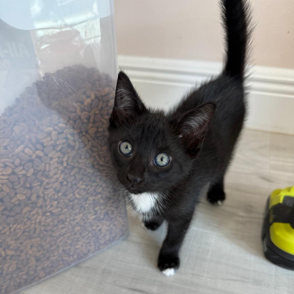 Enlarge Neo, a Adoptable Domestic Short Hair in Parkland, FL image 2/4