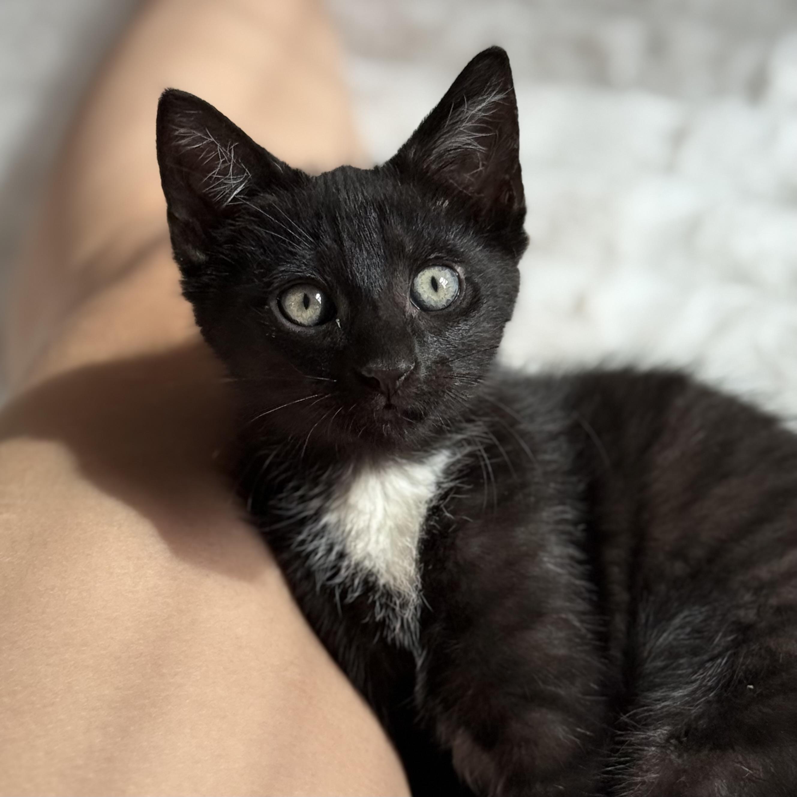 Neo, Adoptable, Young Male Domestic Short Hair.