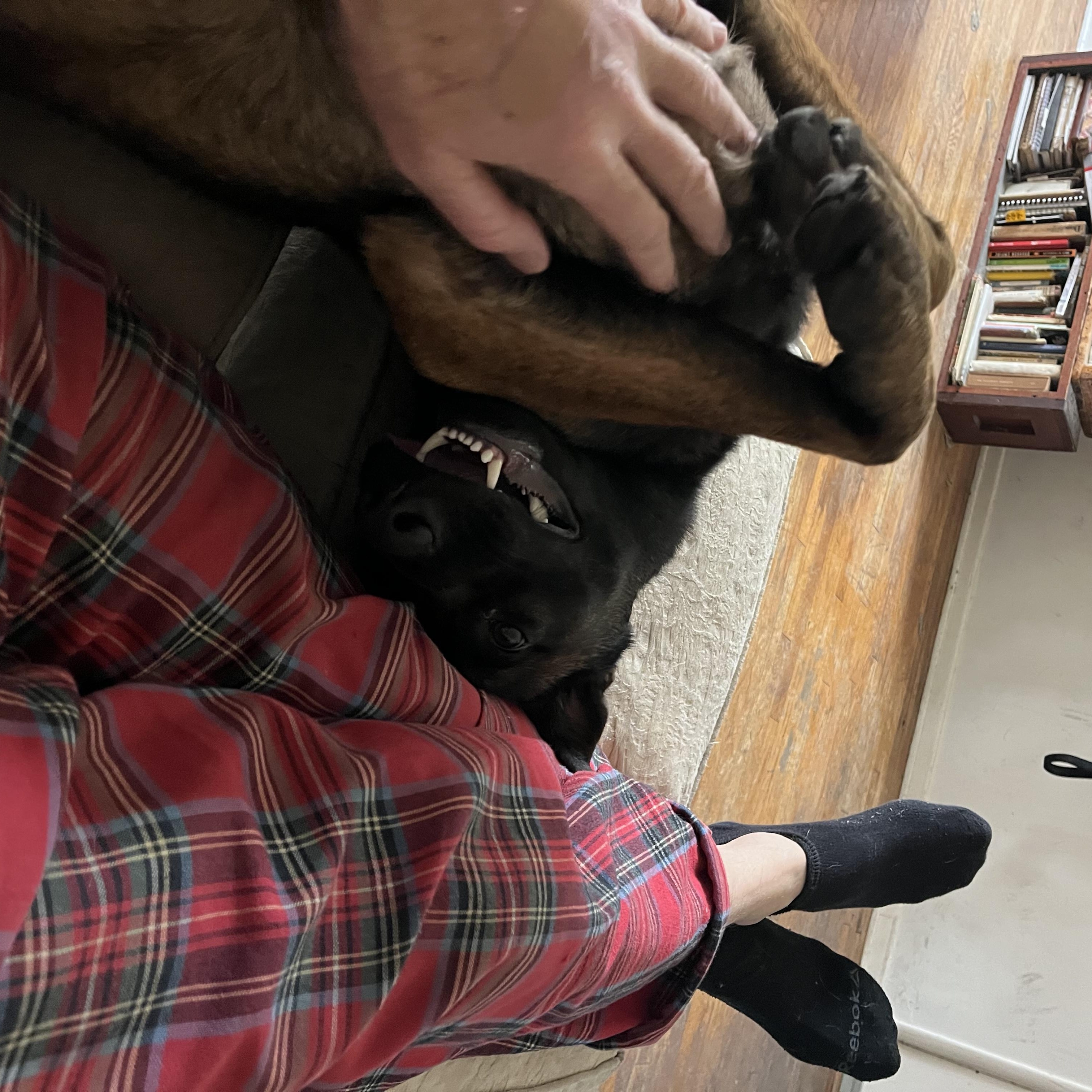 Enlarge Zuzu , a ADOPTABLE Belgian Shepherd / Malinois in Los Angeles, CA image 3/6