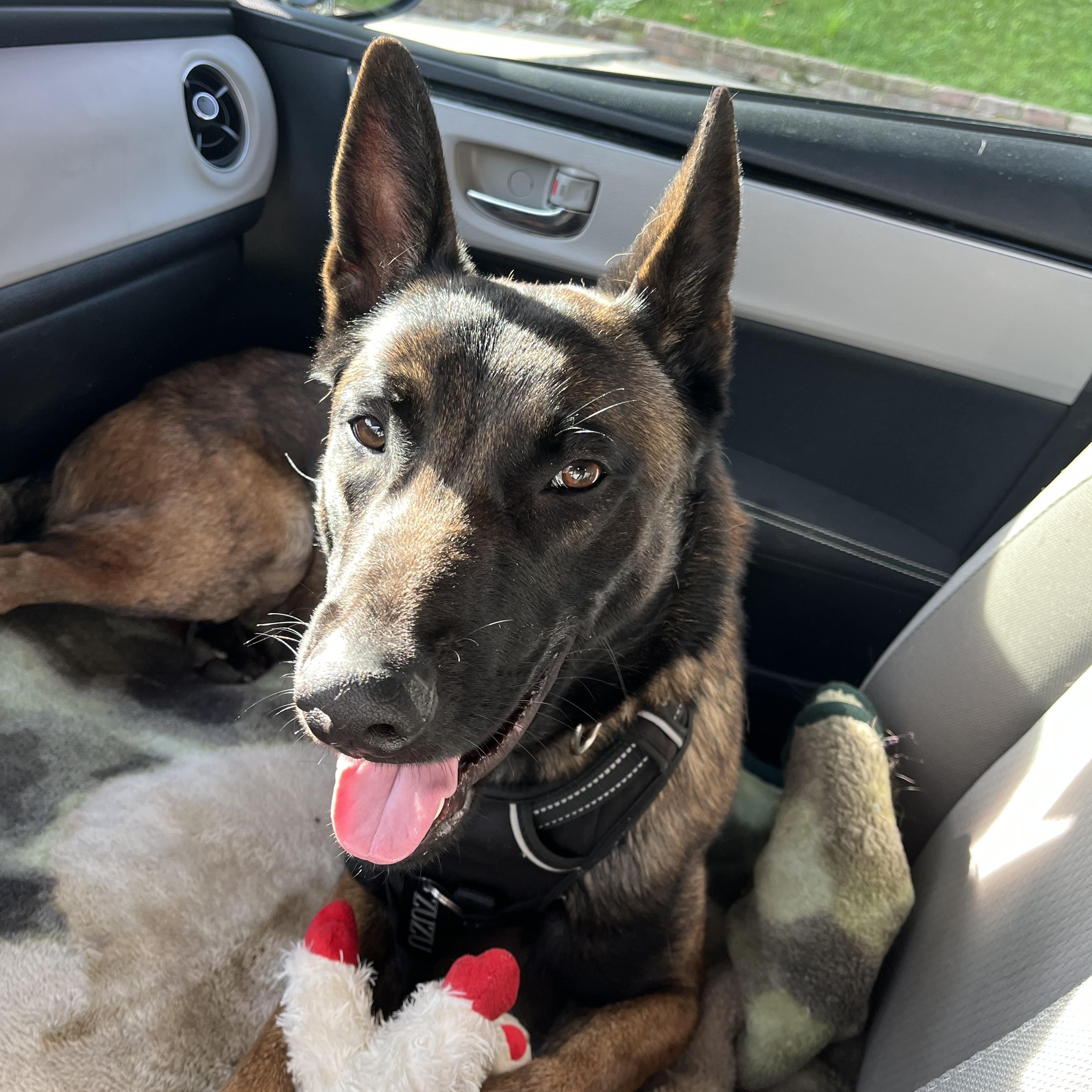 Enlarge Zuzu , a ADOPTABLE Belgian Shepherd / Malinois in Los Angeles, CA image 1/6