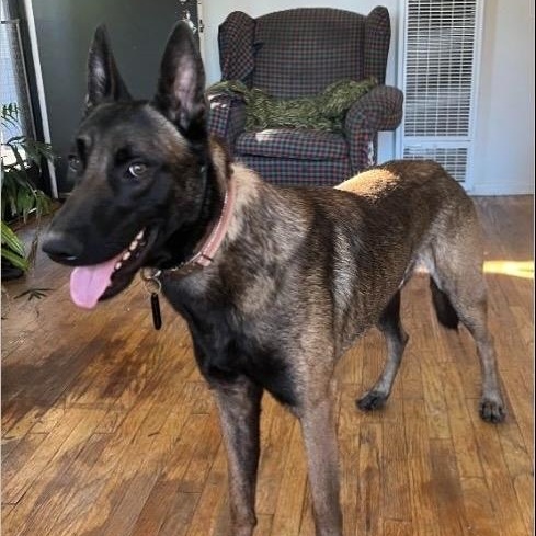 Enlarge Zuzu , a ADOPTABLE Belgian Shepherd / Malinois in Los Angeles, CA image 2/6